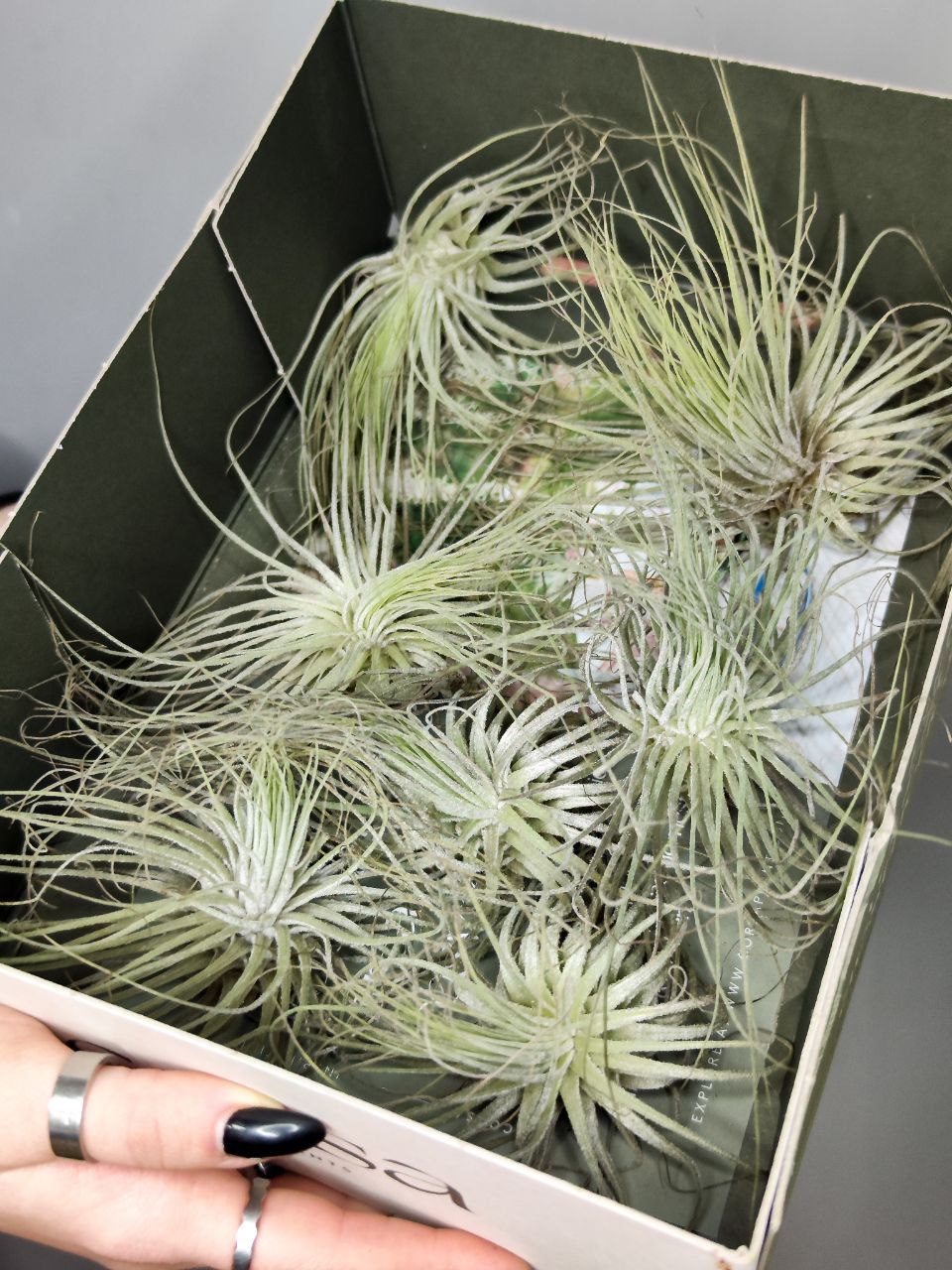 Тилландсия Магнусиана (Tillandsia Magnusiana)