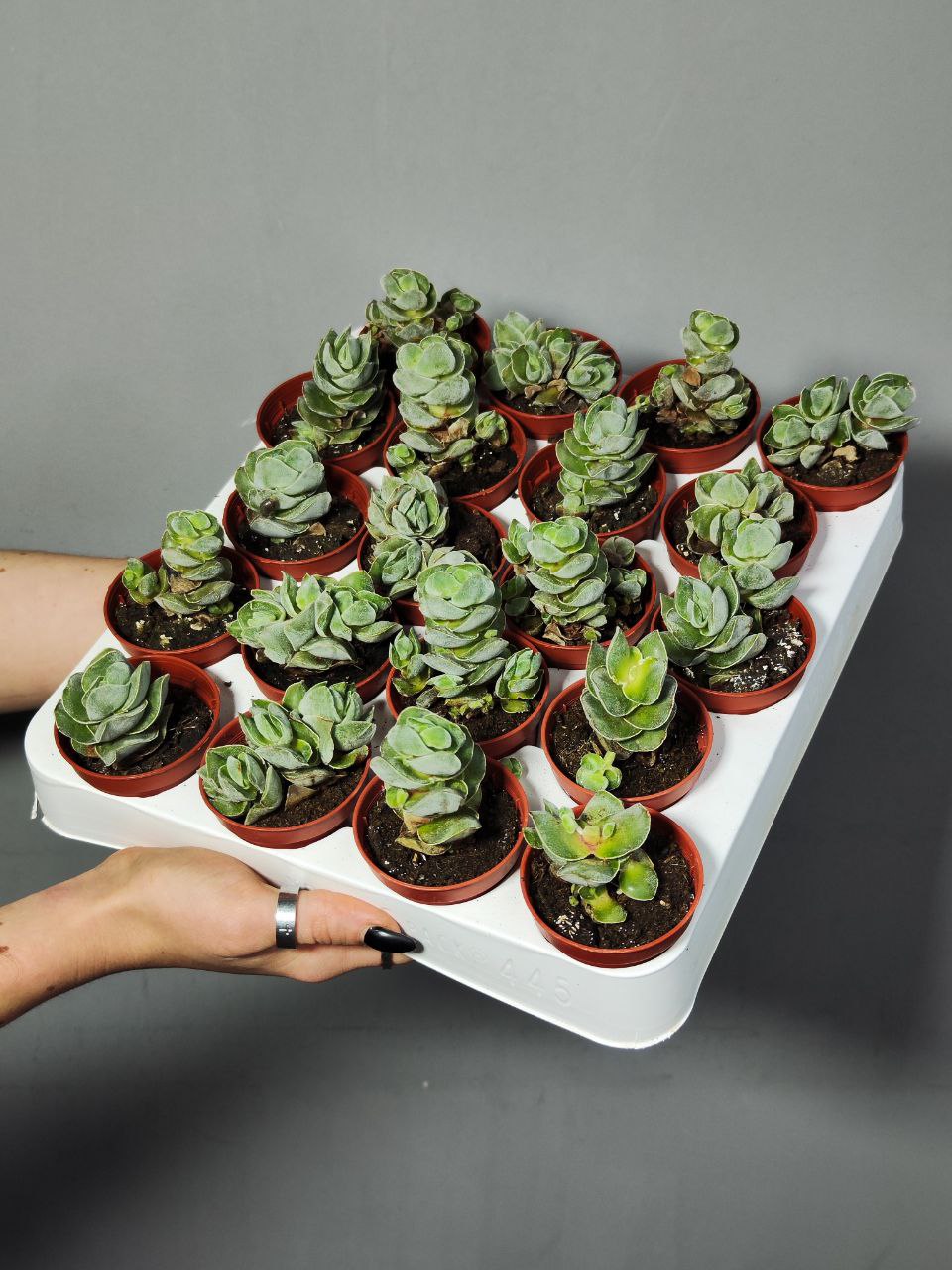 Крассула Айвори Пагода (Crassula Ivory Pagoda) D5см
