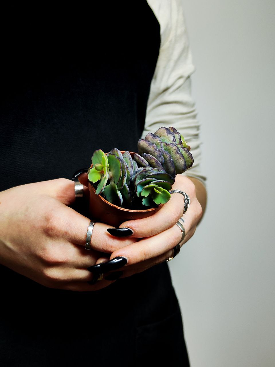Каланхоэ Лаксифлора (Kalanchoe Laxiflora) D5см