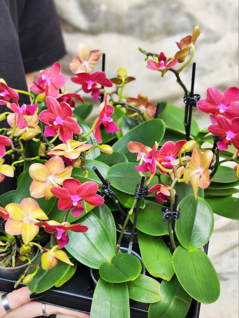 Орхидея Фаленопсис Мини Красная (Phalaenopsis Multiflora Red) D6см