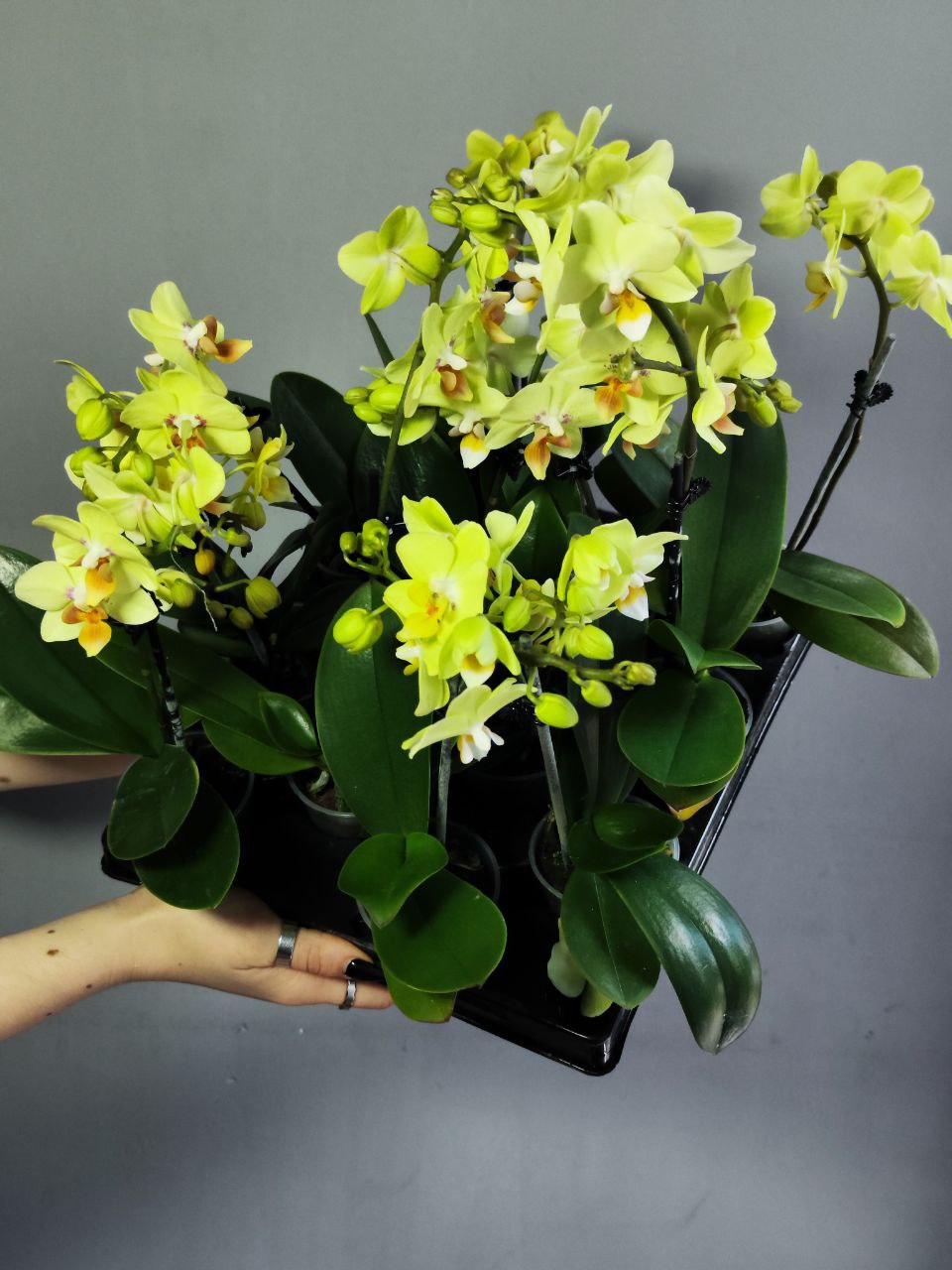 Орхидея Фаленопсис Мини Лимонная (Phalaenopsis Multiflora) D6см