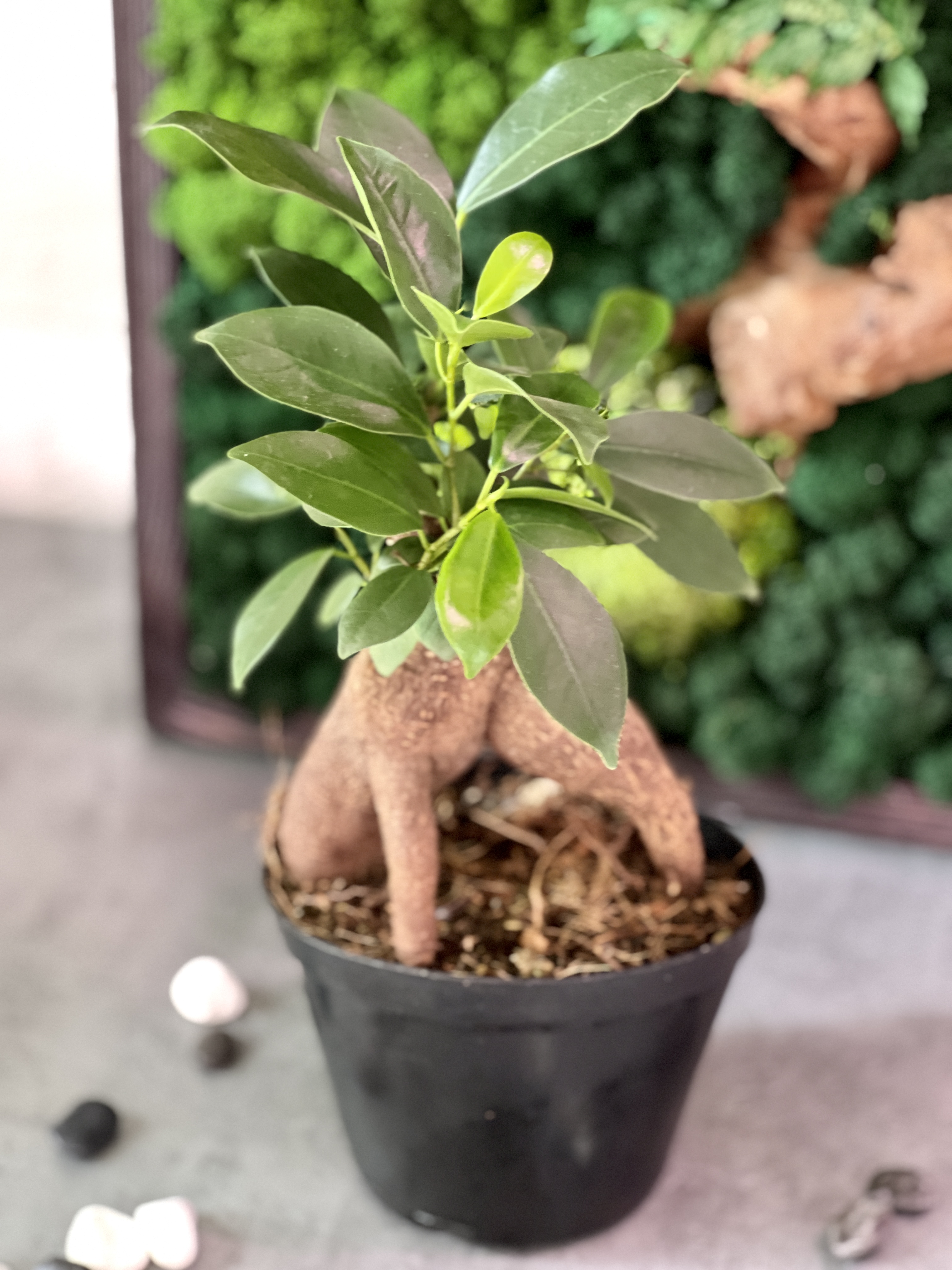 Фикус микрокарпа (Ficus microcarpa) в горшке D13см