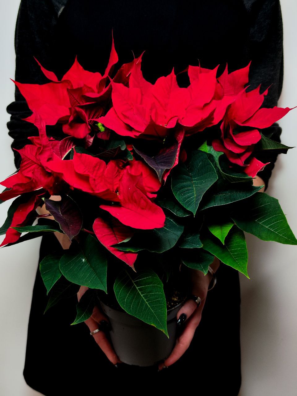 Пуансеттия Фрея Красная (Poinsettia Freya Red) D13см