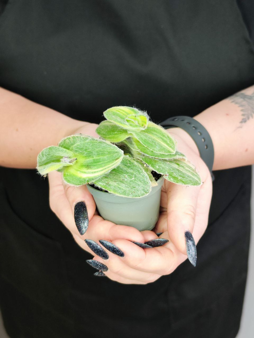 Традесканция Силламонтана Вариегатная (Tradescantia Sillamontana Variegata) D6см