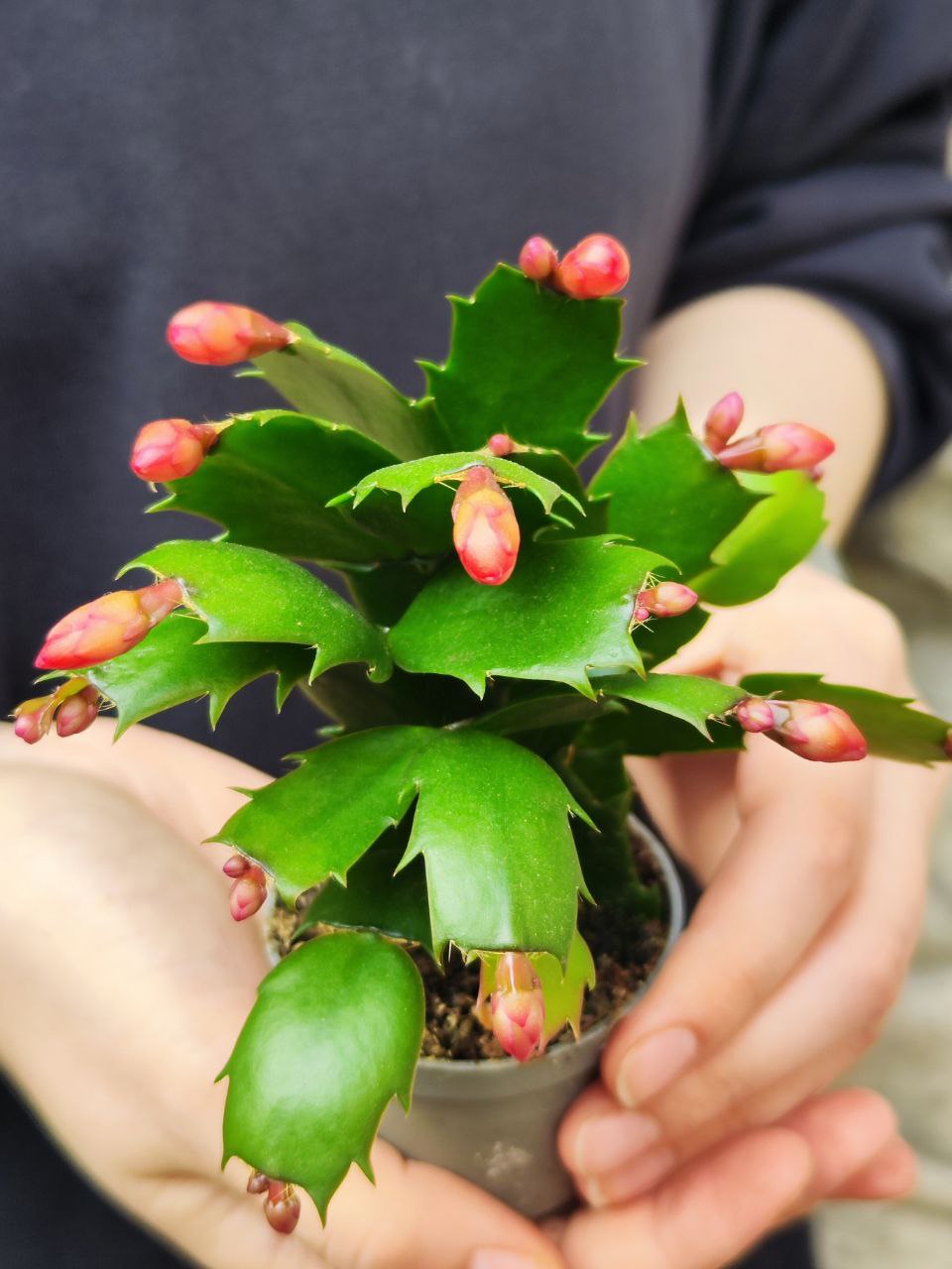 Декабрист Красный, или Шлюмбергера (Schlumbergera Tendenza Red) D6см