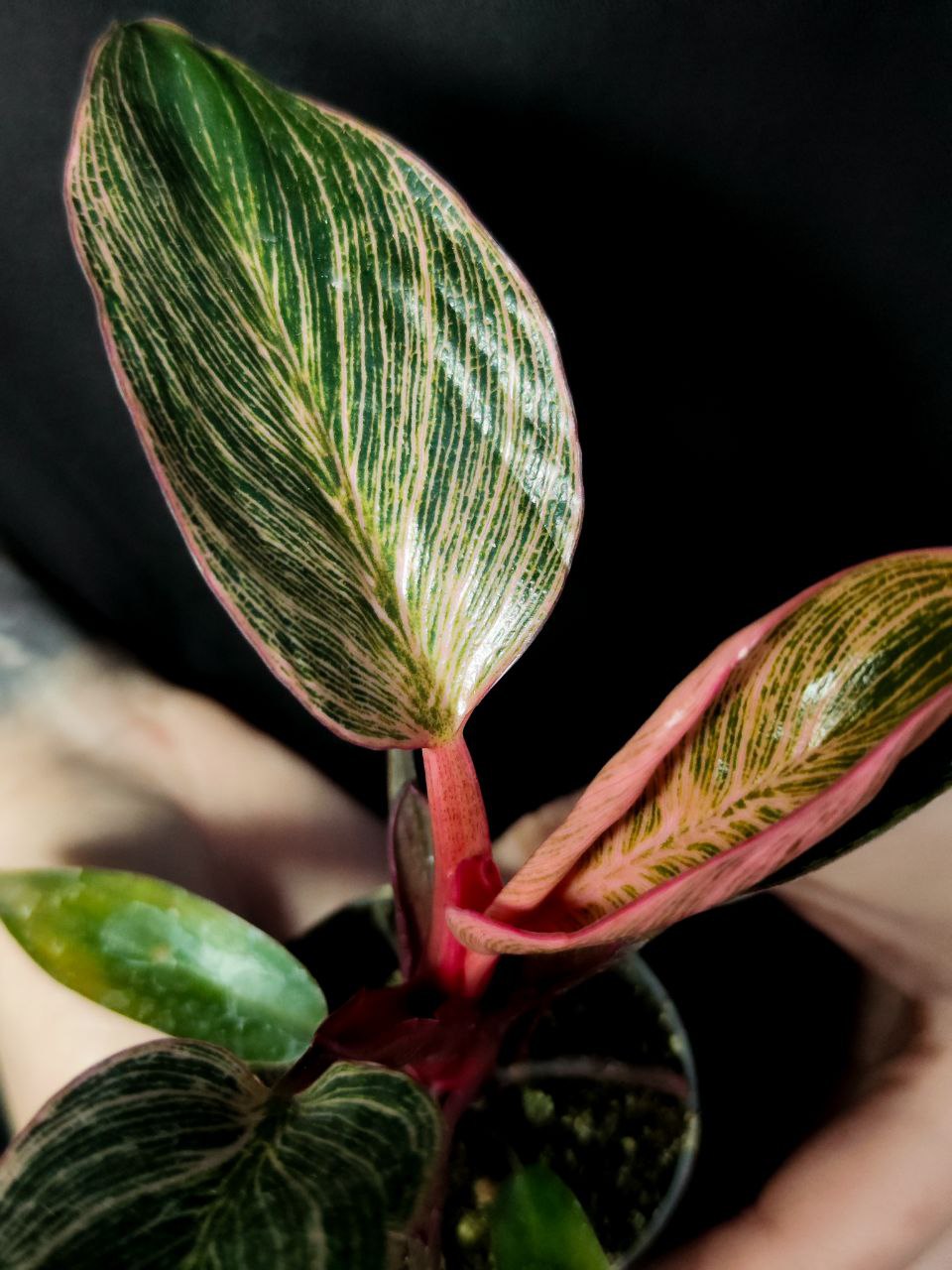 Филодендрон Пинк Биркин (Philodendron Pink Birkin) D6см