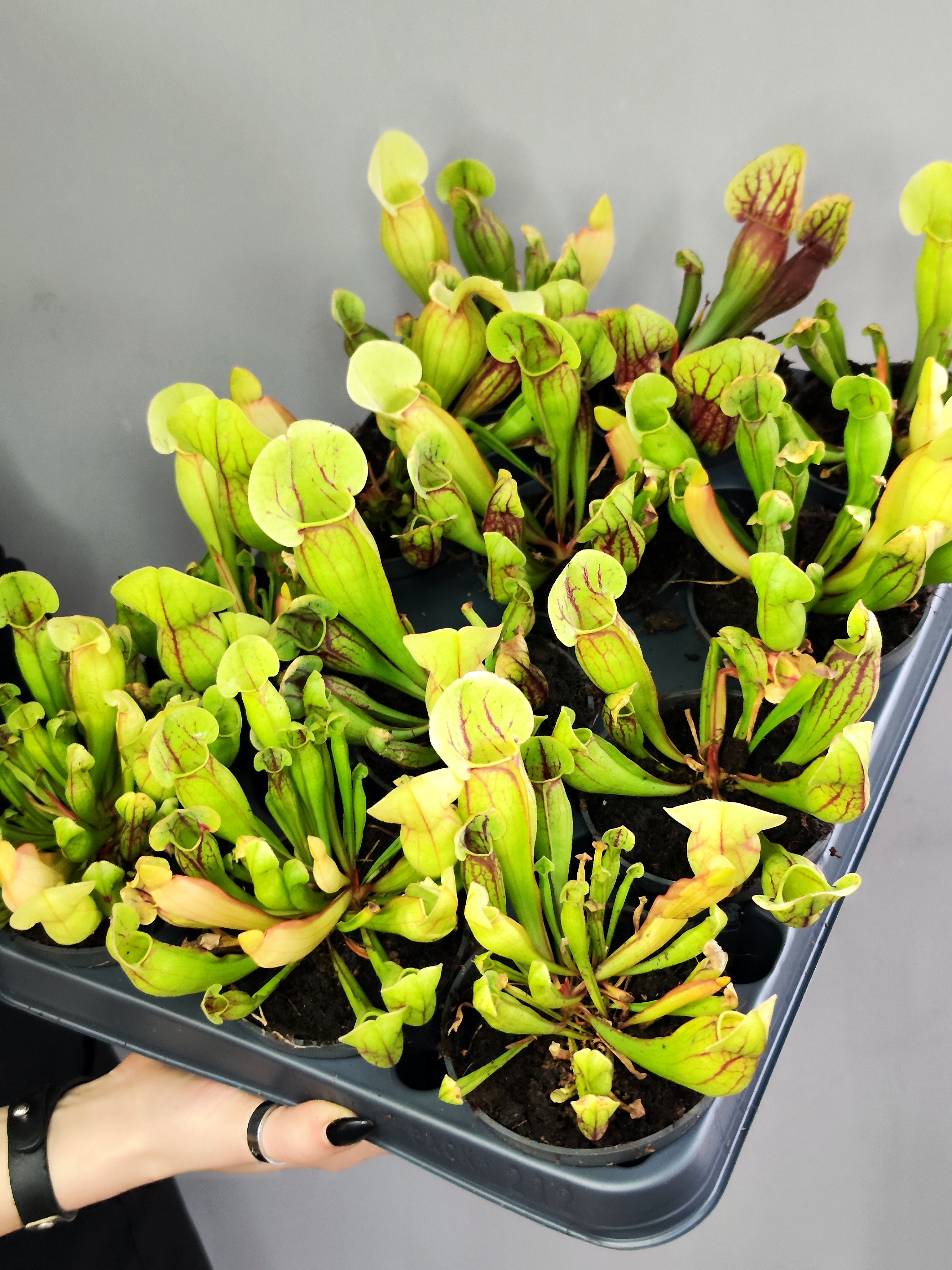 Саррацения Дракула (Sarracenia Dracula) D9см