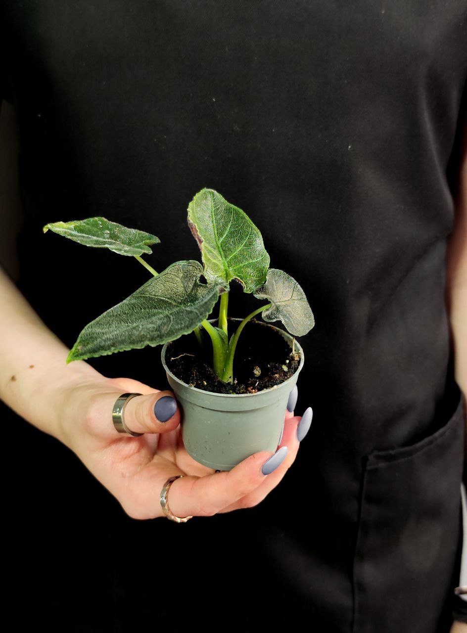 Алоказия Анторо Вельвет (Alocasia Antoro Velvet) D6см