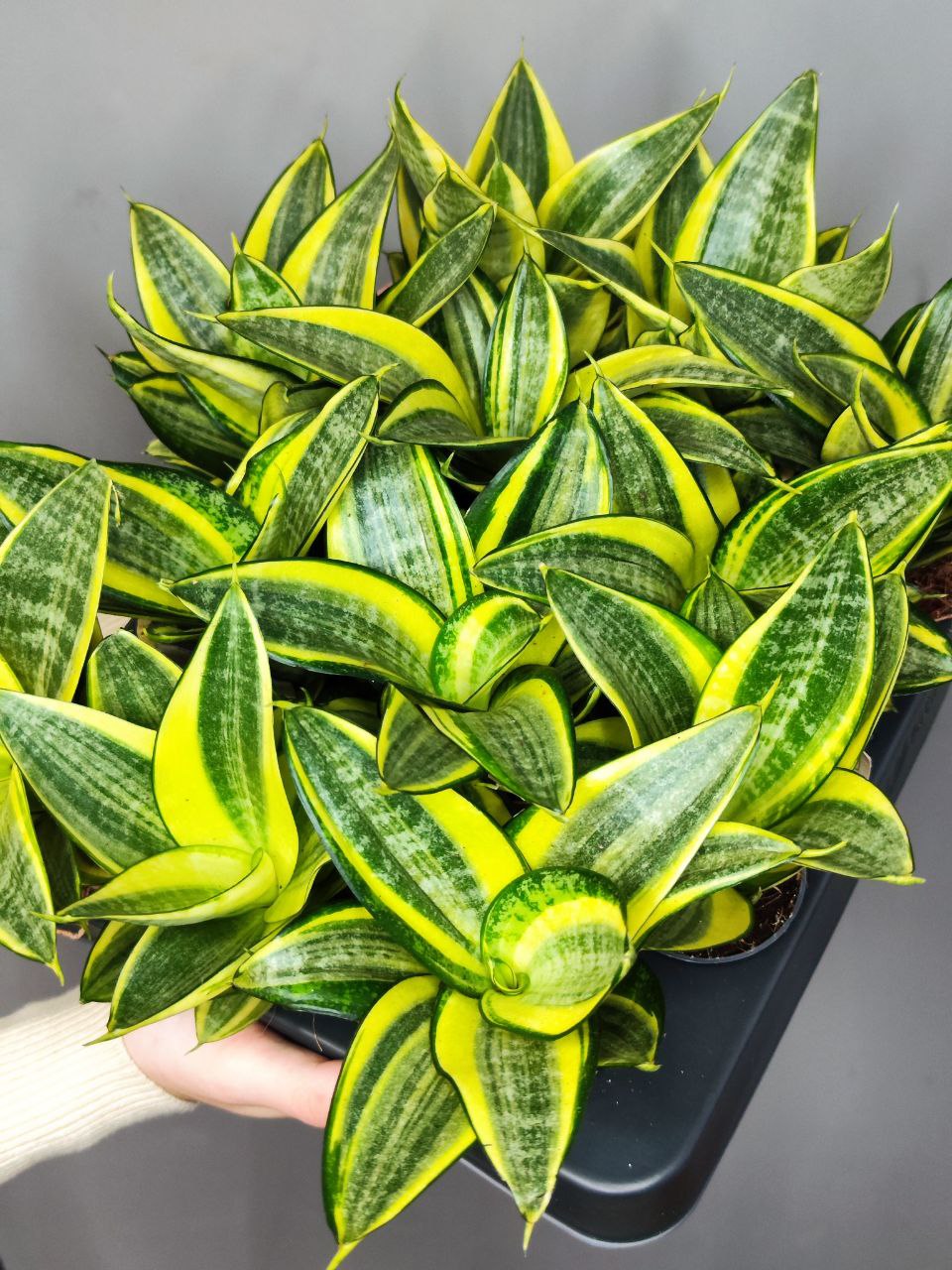 Сансевиерия Ханни Голден (Sansevieria Hahnii Golden) D6см