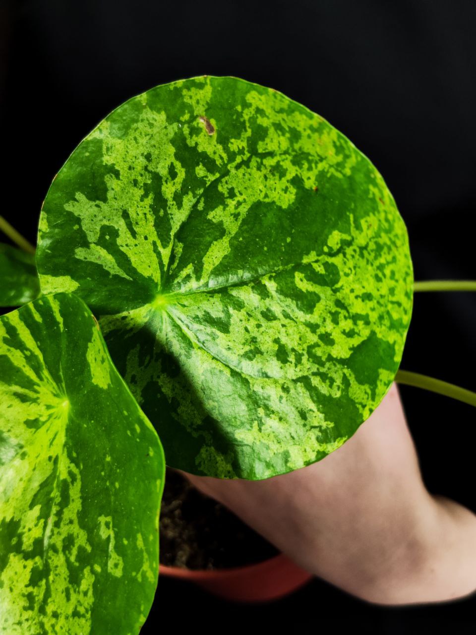 Пилея Пеперомиевидная Мохито (Pilea peperomioides Mojito) D12см