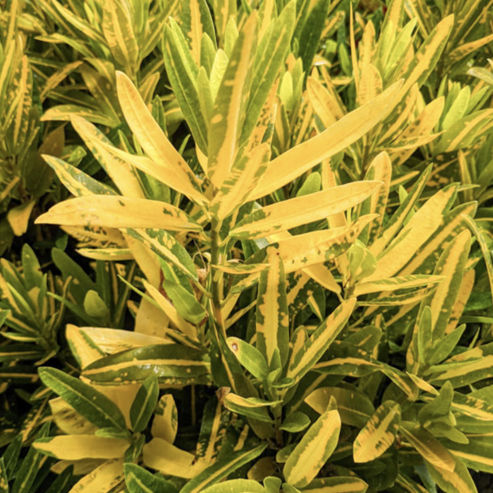 Кодиеум (Кротон) Санни Стар (Codiaeum Variegatum Sunny Star) D6см