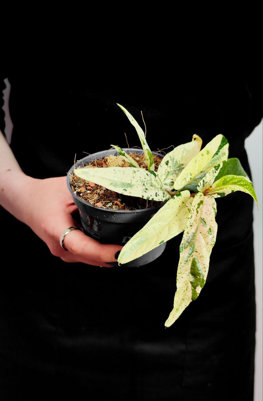 Фикус Сагитата Вариегата Пинк (Ficus Sagittata Variegata Pink) D9см
