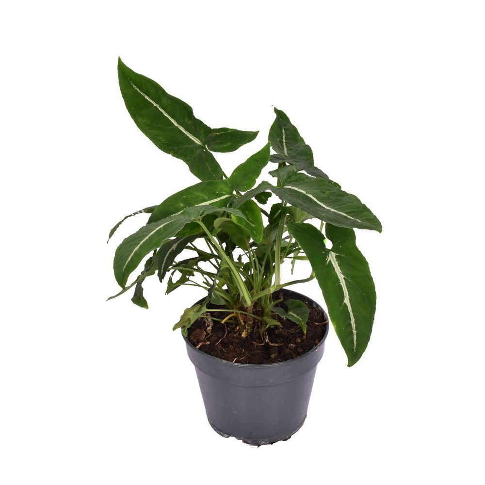 Сингониум Вендланда (Syngonium Wendlandii) D6см