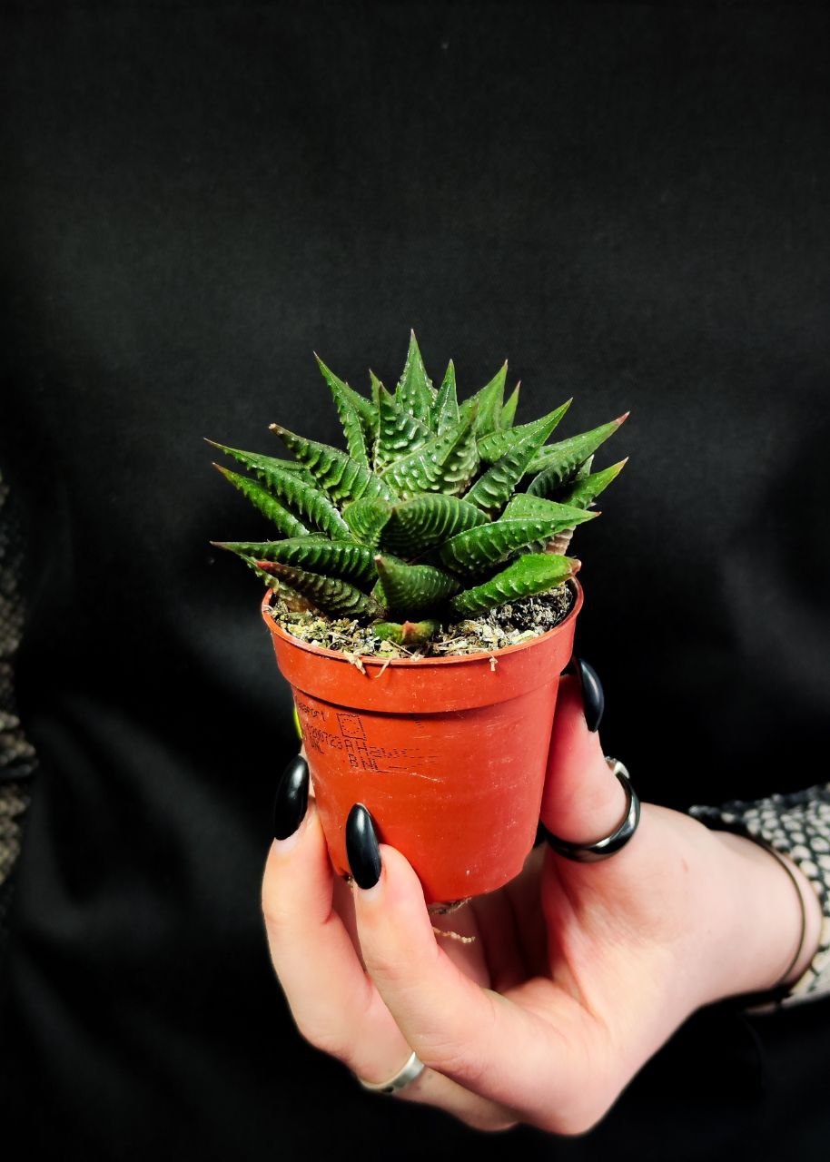 Хавортия Лимифолия (Haworthia Limifolia) D5см