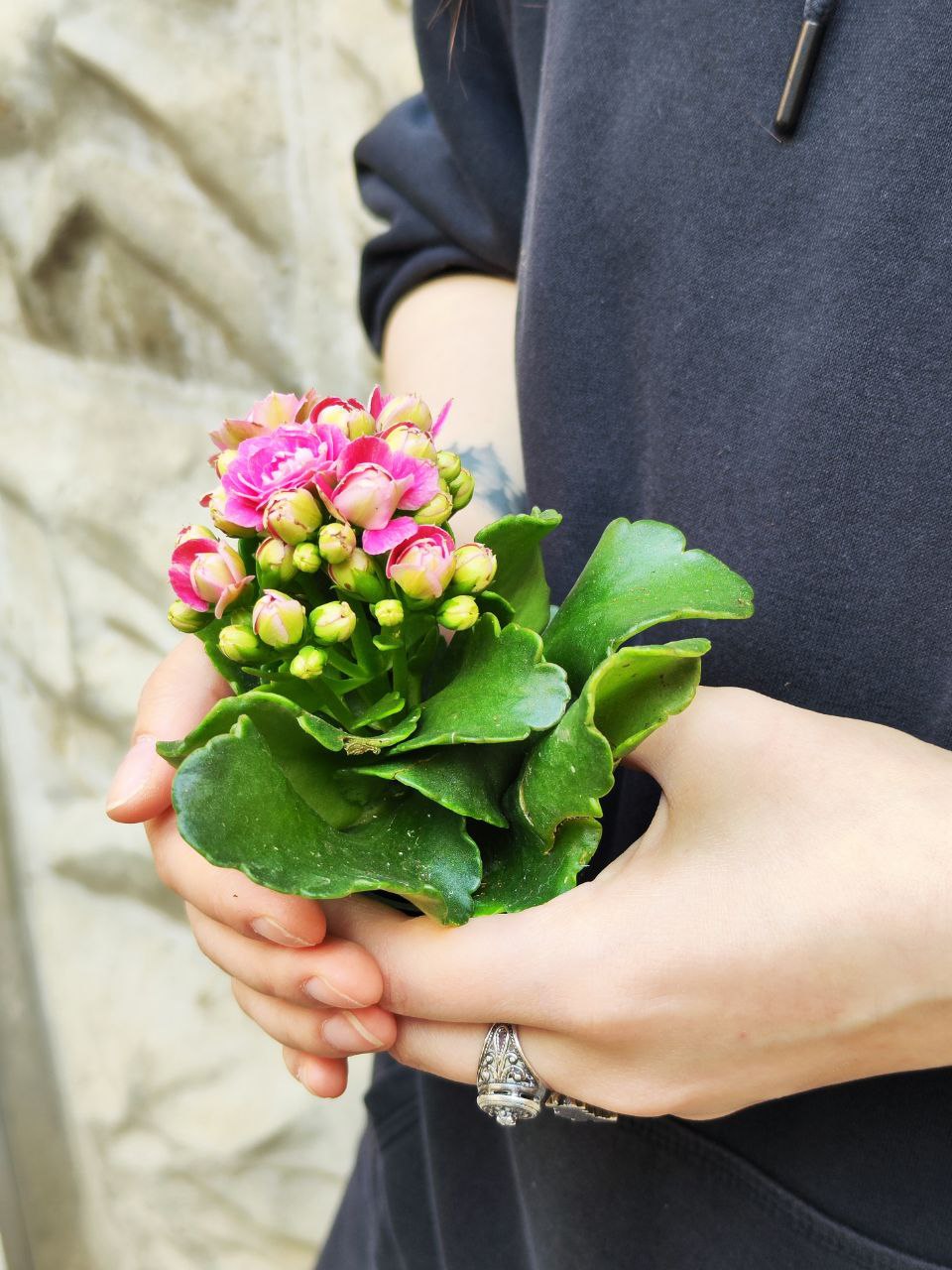 Каланхоэ Розалина Розовая (Kalanchoe Rosalina Pink) D6см