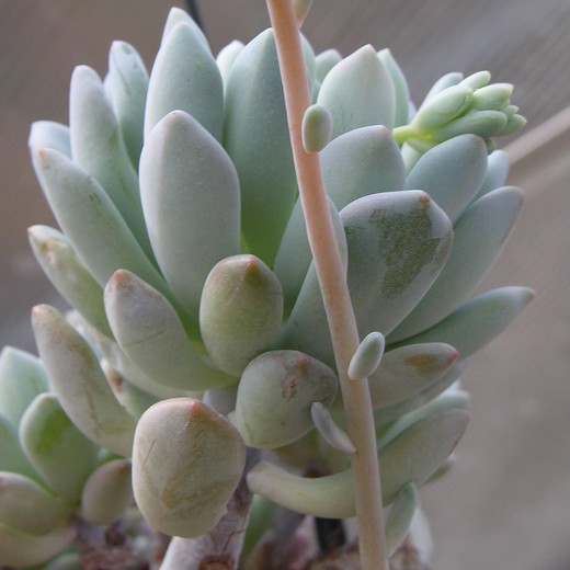 Пахифитум Брактеосум, или Прицветниковый (Pachyphytum Bracteosum) D5см