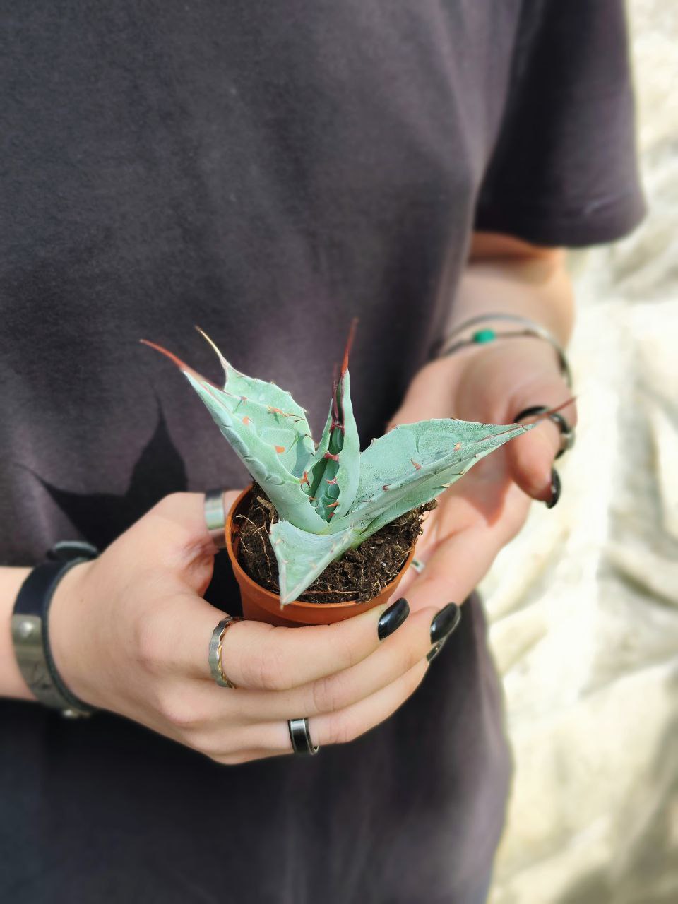 Агава Паррасская (Agave Parrasana) D5см
