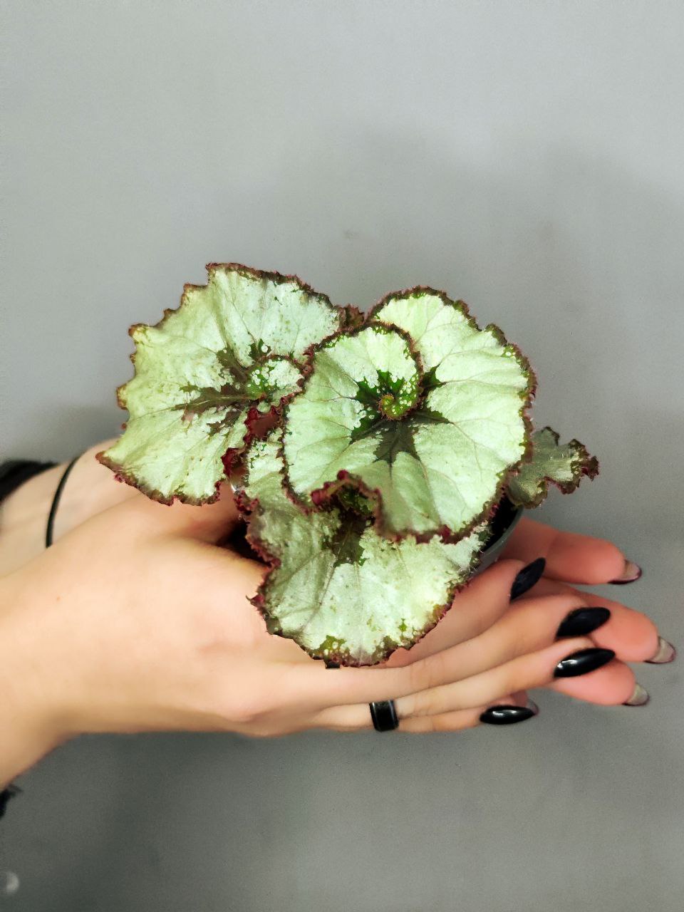 Бегония Рекс Эскаргот (Begonia Rex Escargot) D6см