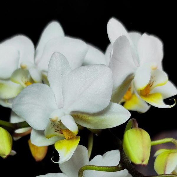Орхидея Фаленопсис Мини Вайт (Phalaenopsis Multiflora White) D6см