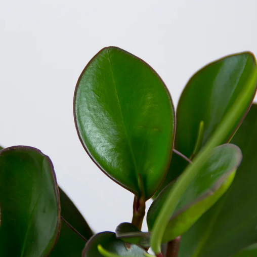 Пеперомия Клузиелистная Ред Маргин (Peperomia Сlusiifolia Red Margin) D12см