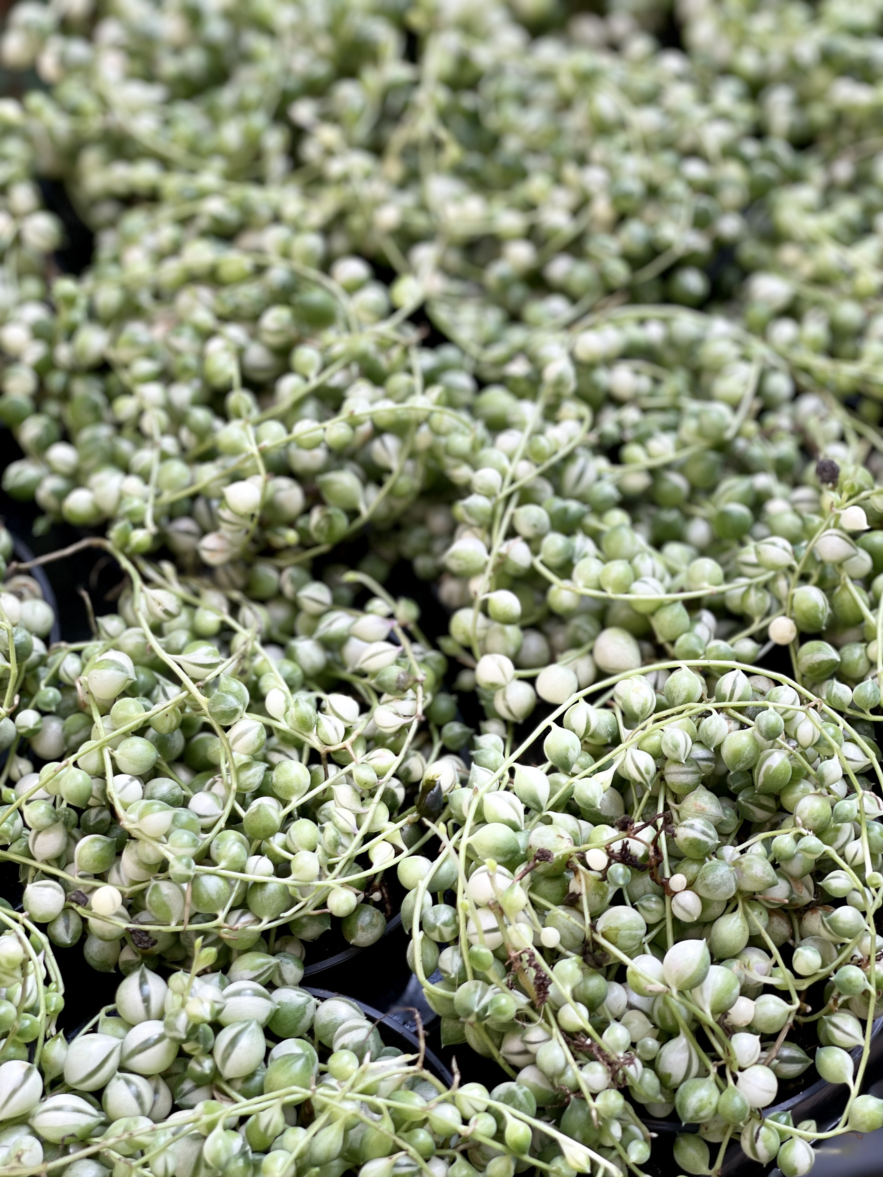 Крестовник Роули Вариегатный (Senecio Rowleyanus Variegata) D8см