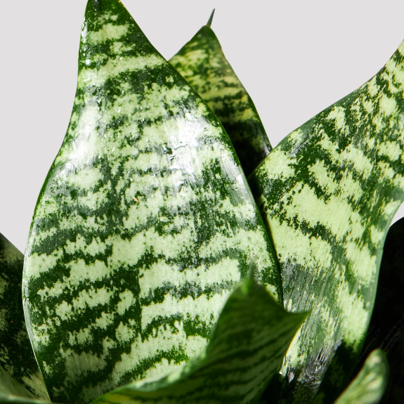 Сансевиерия Ханни Грин (Sansevieria Hahnii Green) D6см