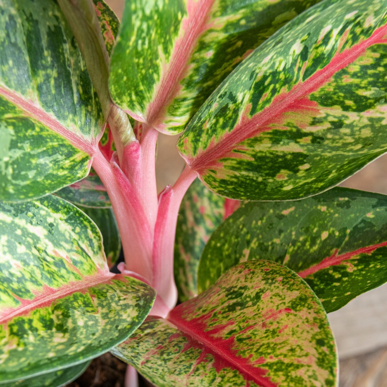 Аглаонема Парадиз Ред (Aglaonema Paradise Red) D12см