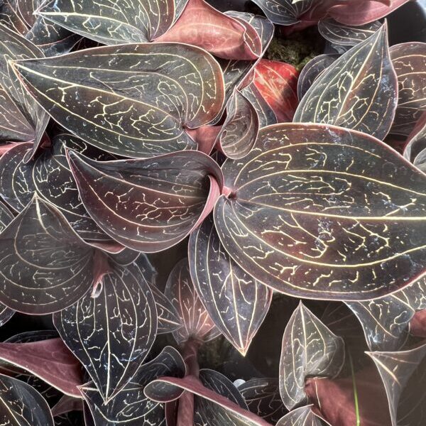 Орхидея Драгоценная Анектохилус Бурманикус (Jewel Orchid Anoectochilus Burmannicus) D7см