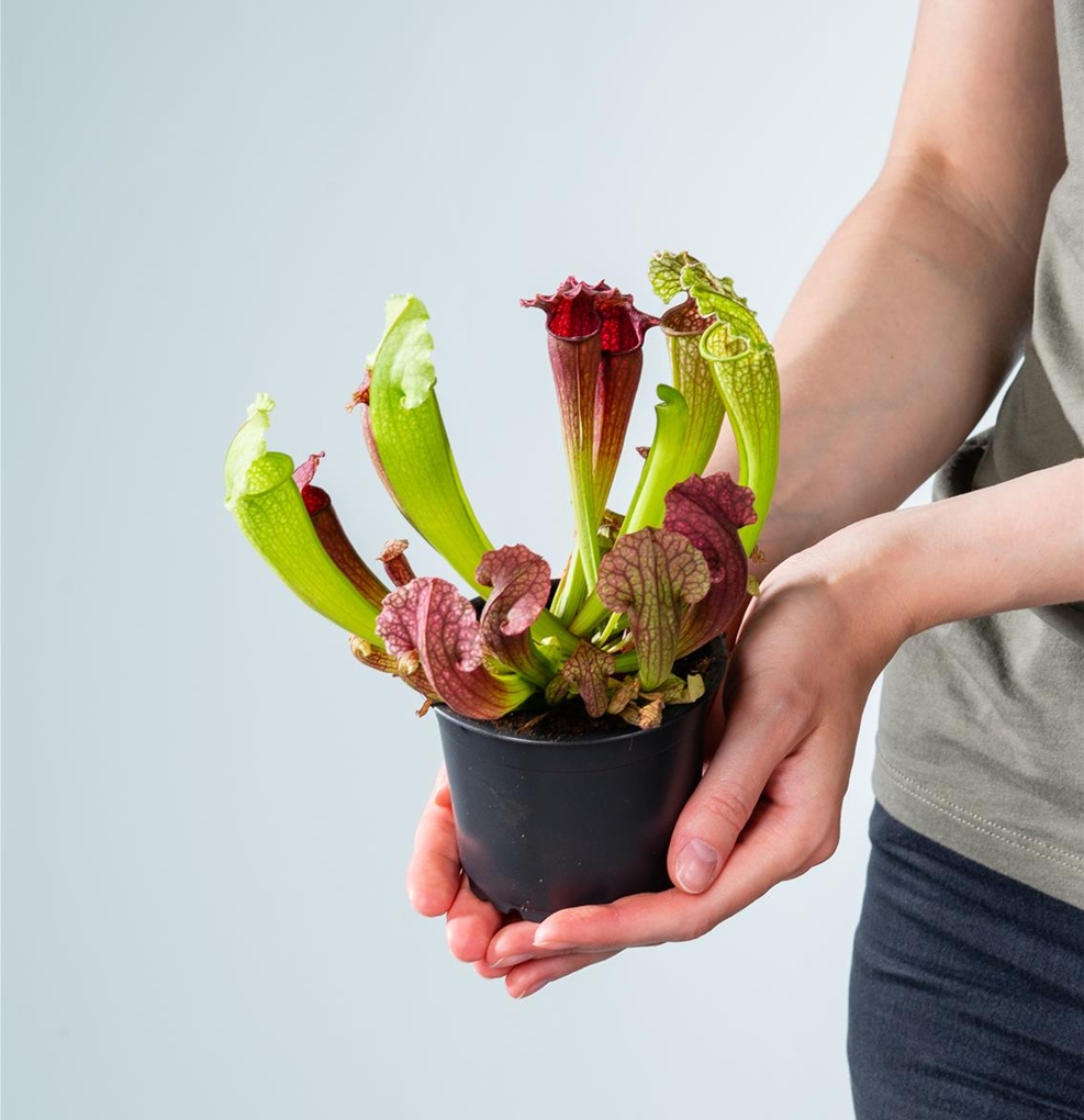 Саррацения Фиона (Sarracenia Philadelphia) D9см
