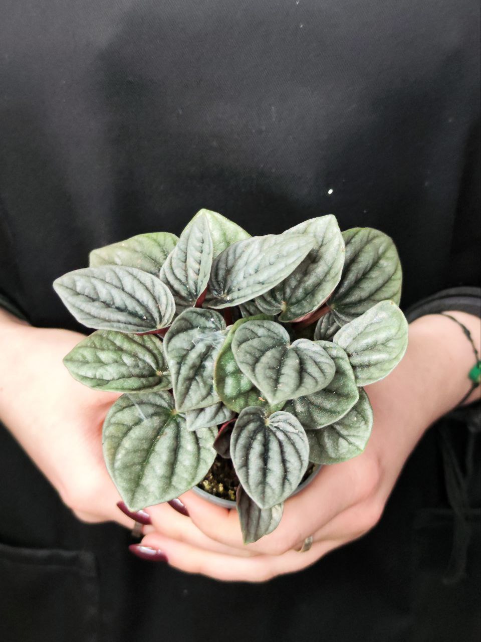 Пеперомия каперата Бразилия (Peperomia Caperata Brasilia) D5см