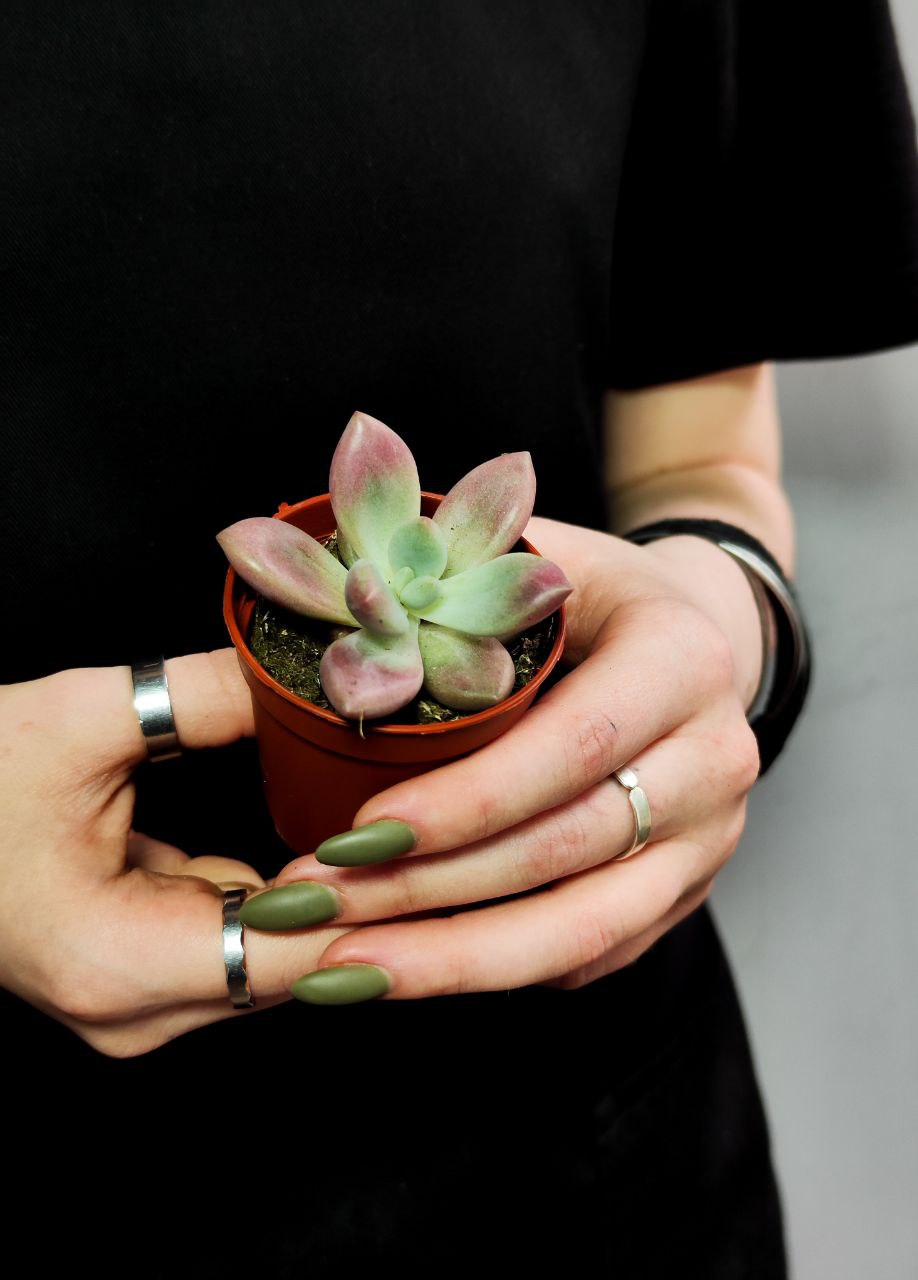 Граптоверия Рози Кроу (Graptoveria Rosie Crow) D5см