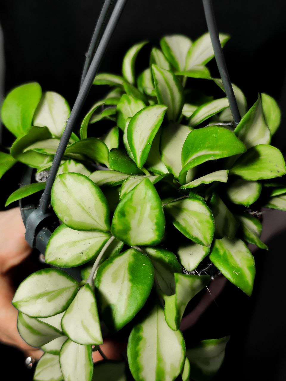 Хойя Хешкелиана Вариегатная (Hoya Heuschkeliana Variagata) D10см