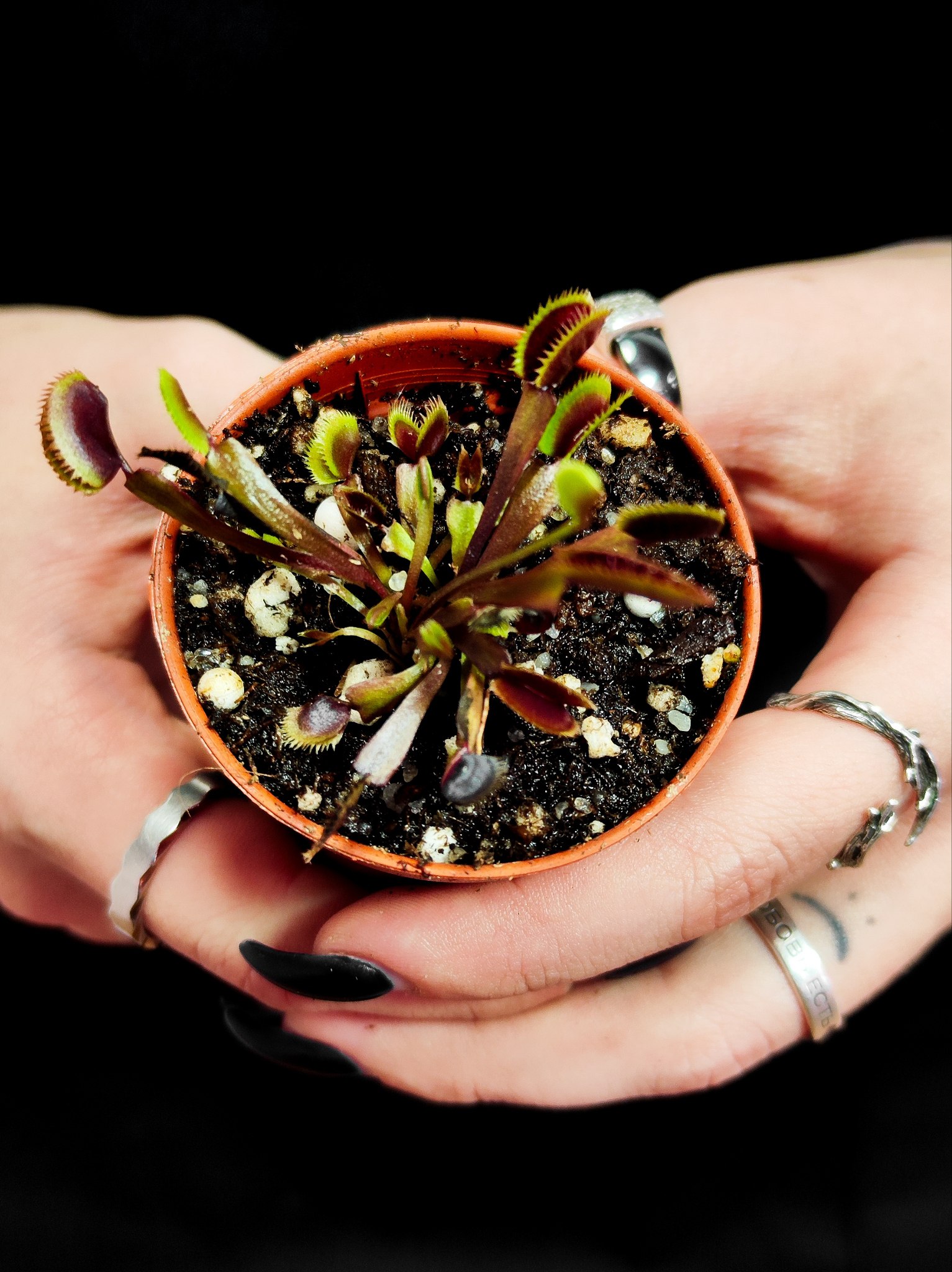 Венерина Мухоловка Голд Страйк (Dionaea Muscipula Gold Strike) D5см
