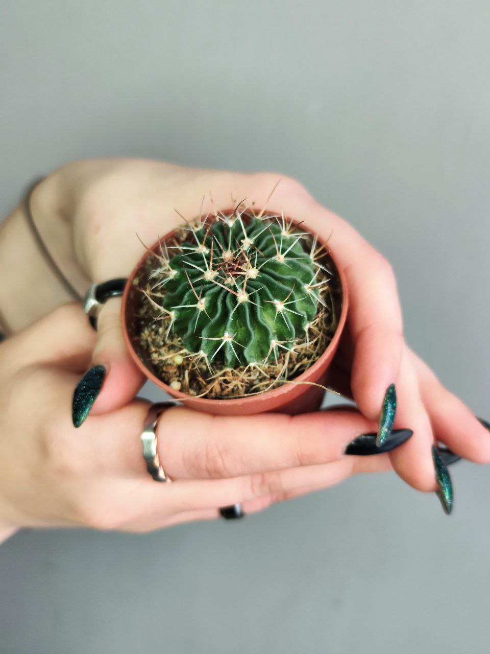 Эхинофоссулокактус Мультикостатус (Echinofossulocactus Multicostatus) D5см