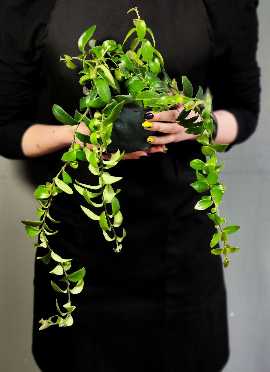 Эсхинантус Раста (Aeschynanthus Rasta) D12см