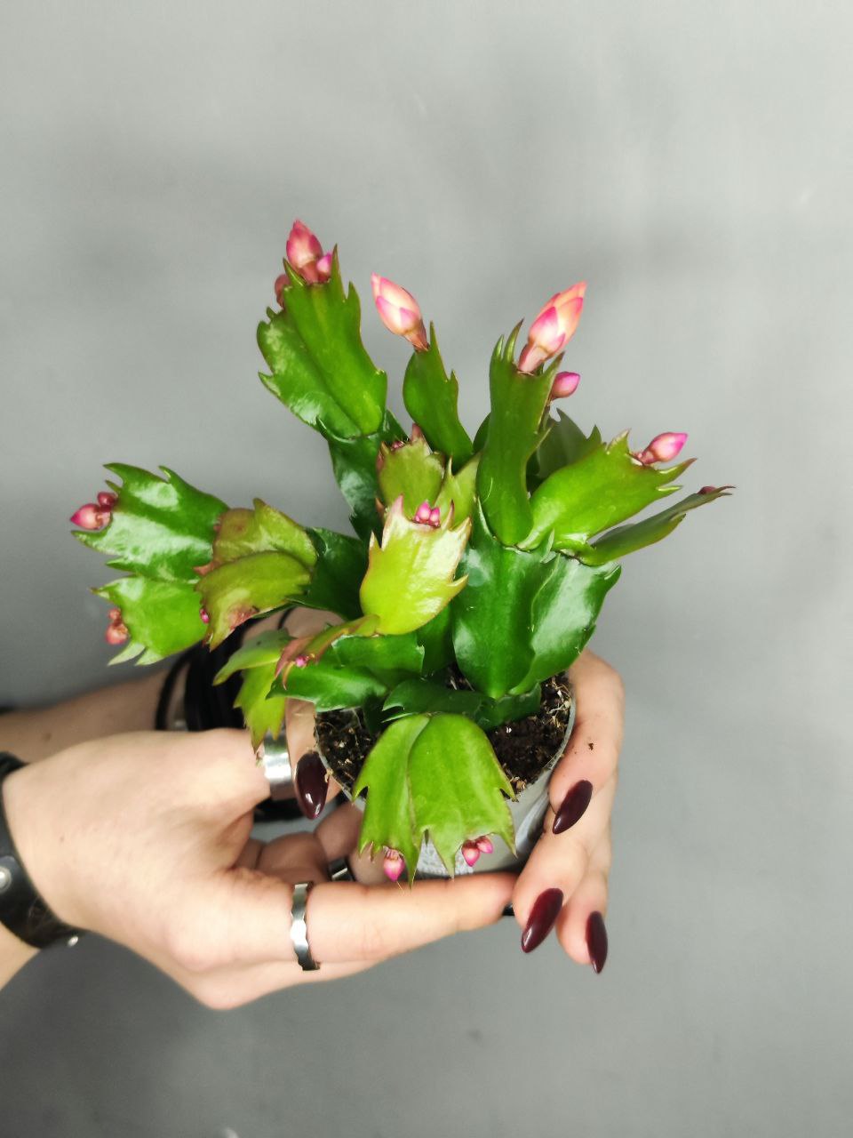 Декабрист Желтый, или Шлюмбергера (Schlumbergera Tendenza Yellow) D6см