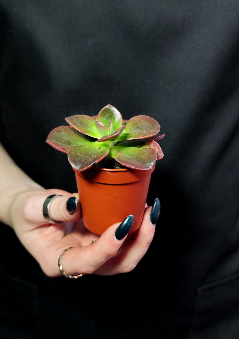 Эхеверия Блэк Мэджик (Echeveria Black Magic) D5см