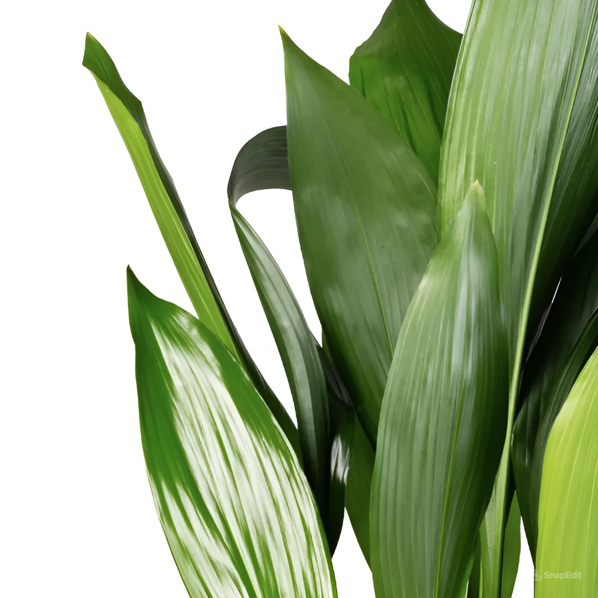 Аспидистра Элатиор (Aspidistra Elatior) D14см
