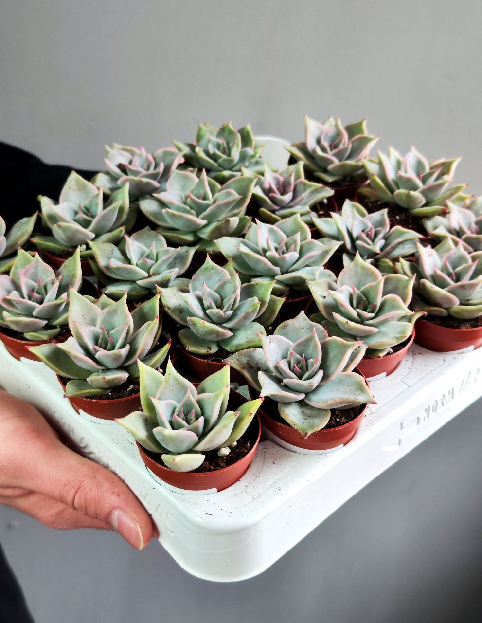 Эхеверия Мадиба (Echeveria Madiba) D5см