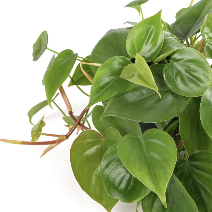 Филодендрон Сканденс Зелёный, или Сердцелистный Зеленый (Philodendron Scandens Green) D12см