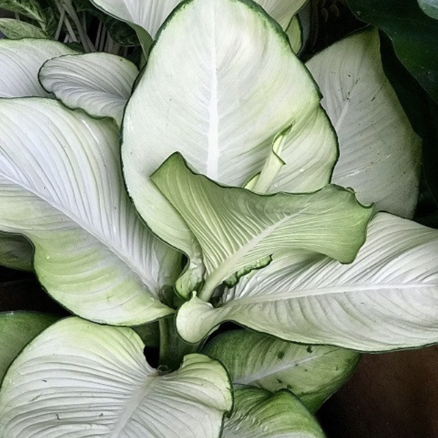 Диффенбахия Тропик Марианна (Dieffenbachia Tropic Marianne) D15см