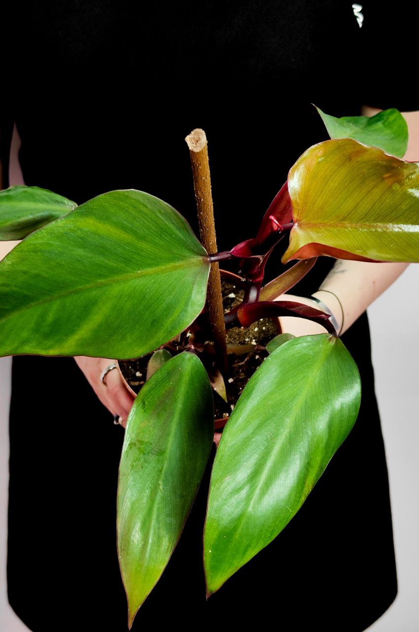 Филодендрон Ред Сан (Philodendron Red Sun) D12см