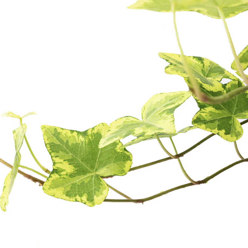 Плющ Хедера Голден Колибри (Hedera Helix Golden Kolibri) D9см