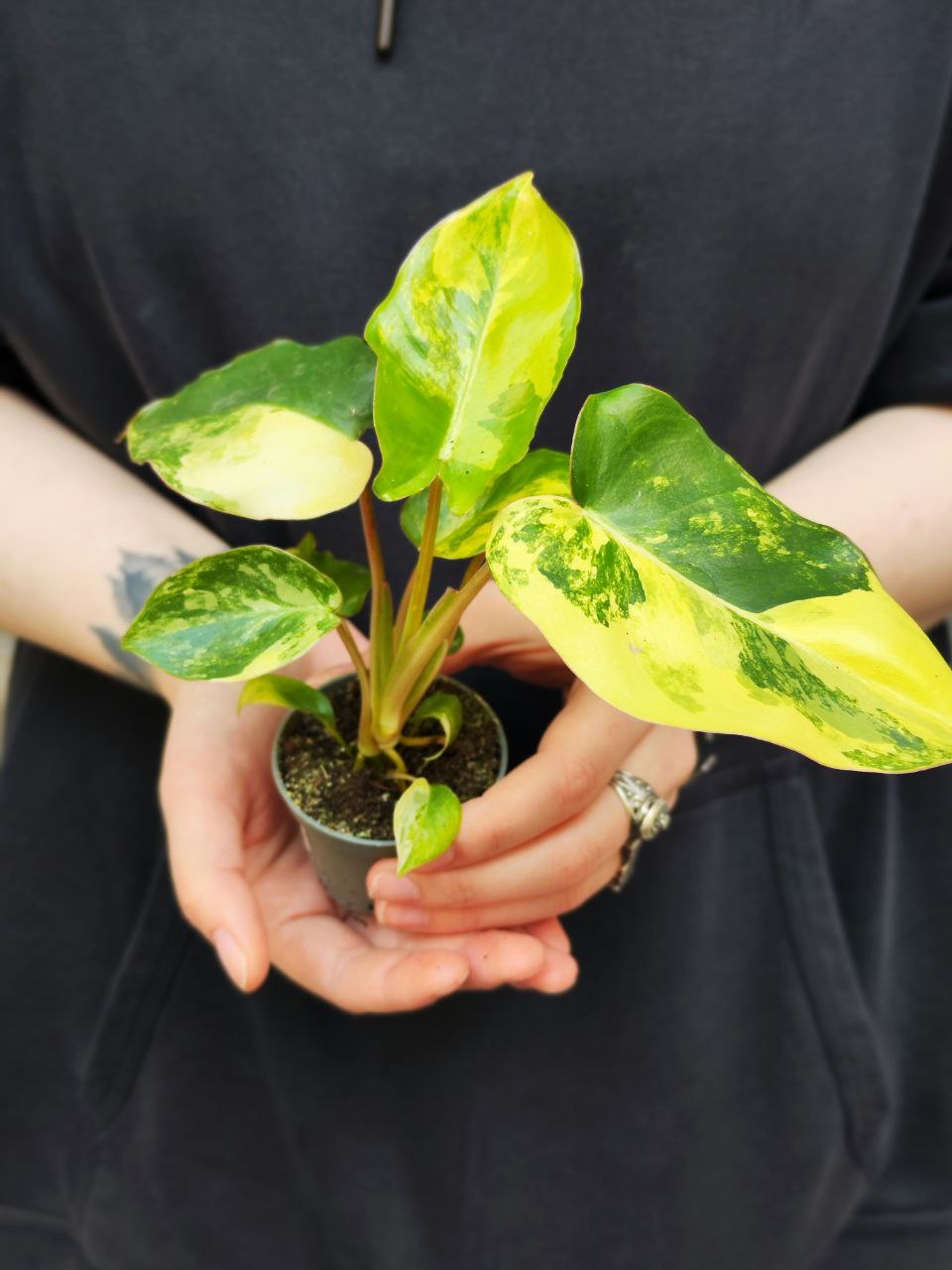 Филодендрон Бурле Маркс Вариегатный (Philodendron Burle Variegated) D6см