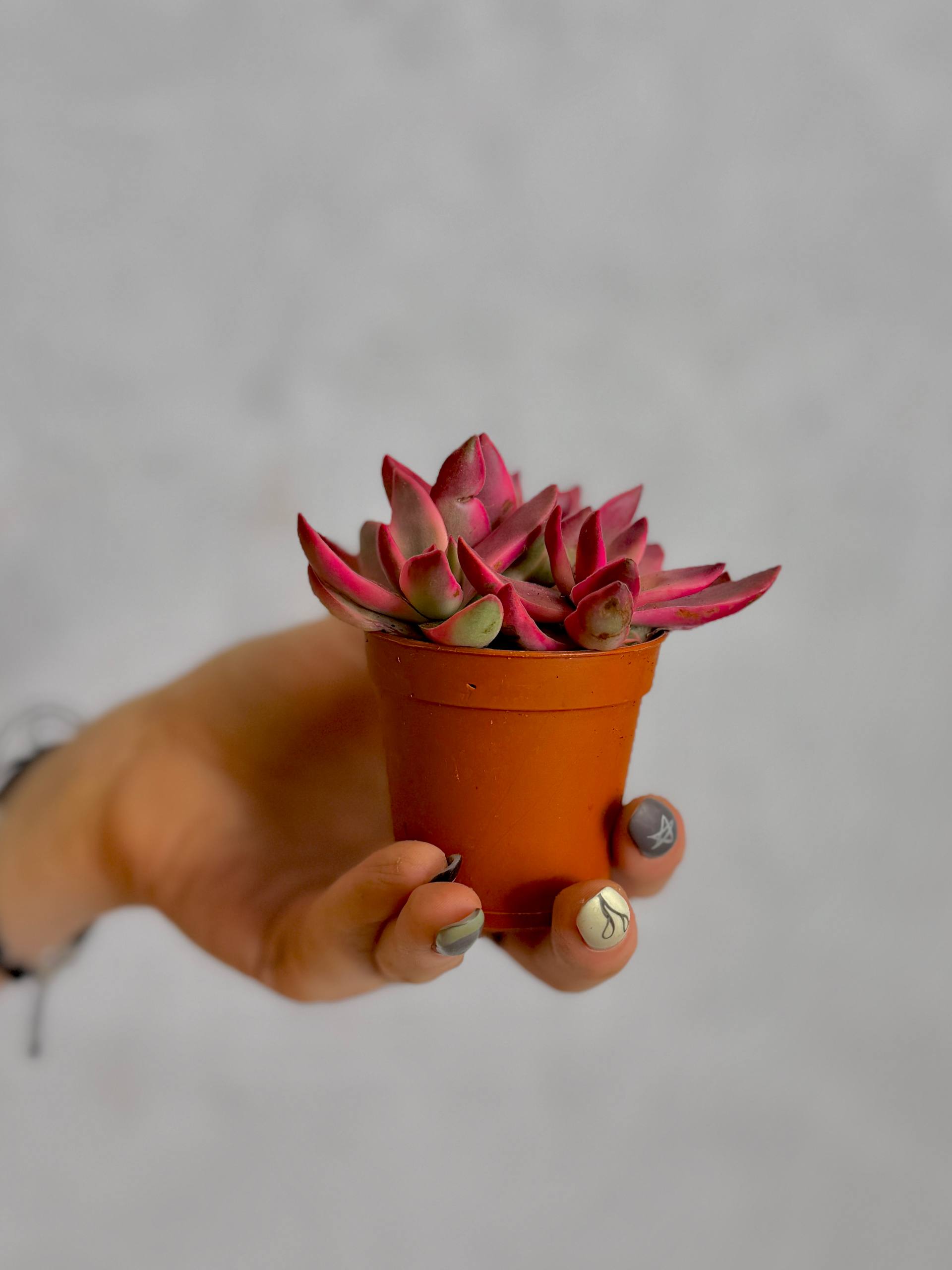 Крассула Рубрикаулис (Crassula Rubricaulis) D5см