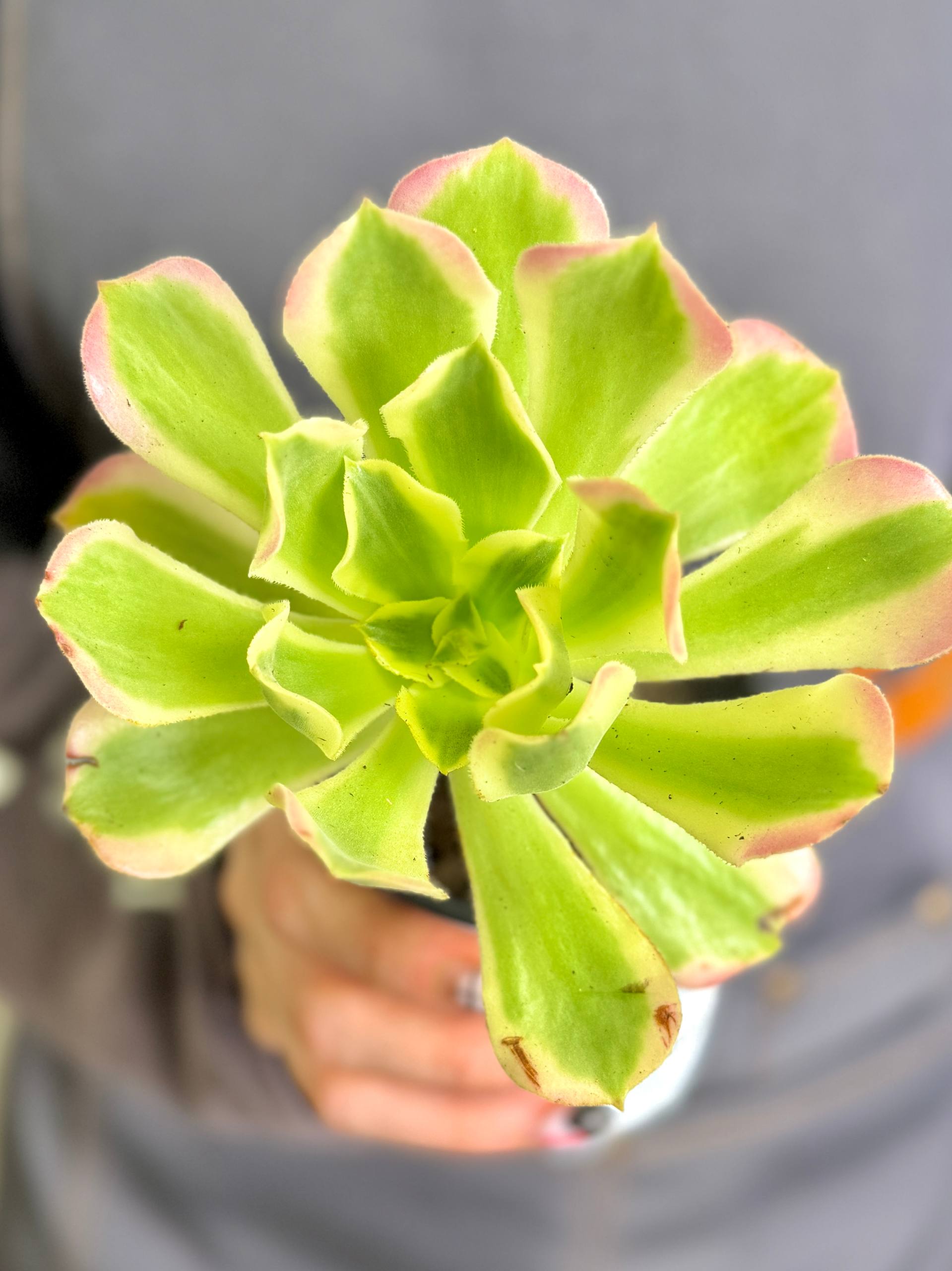 Эониум Синья Вариегатный (Aeonium Sinya Variegated) D9см