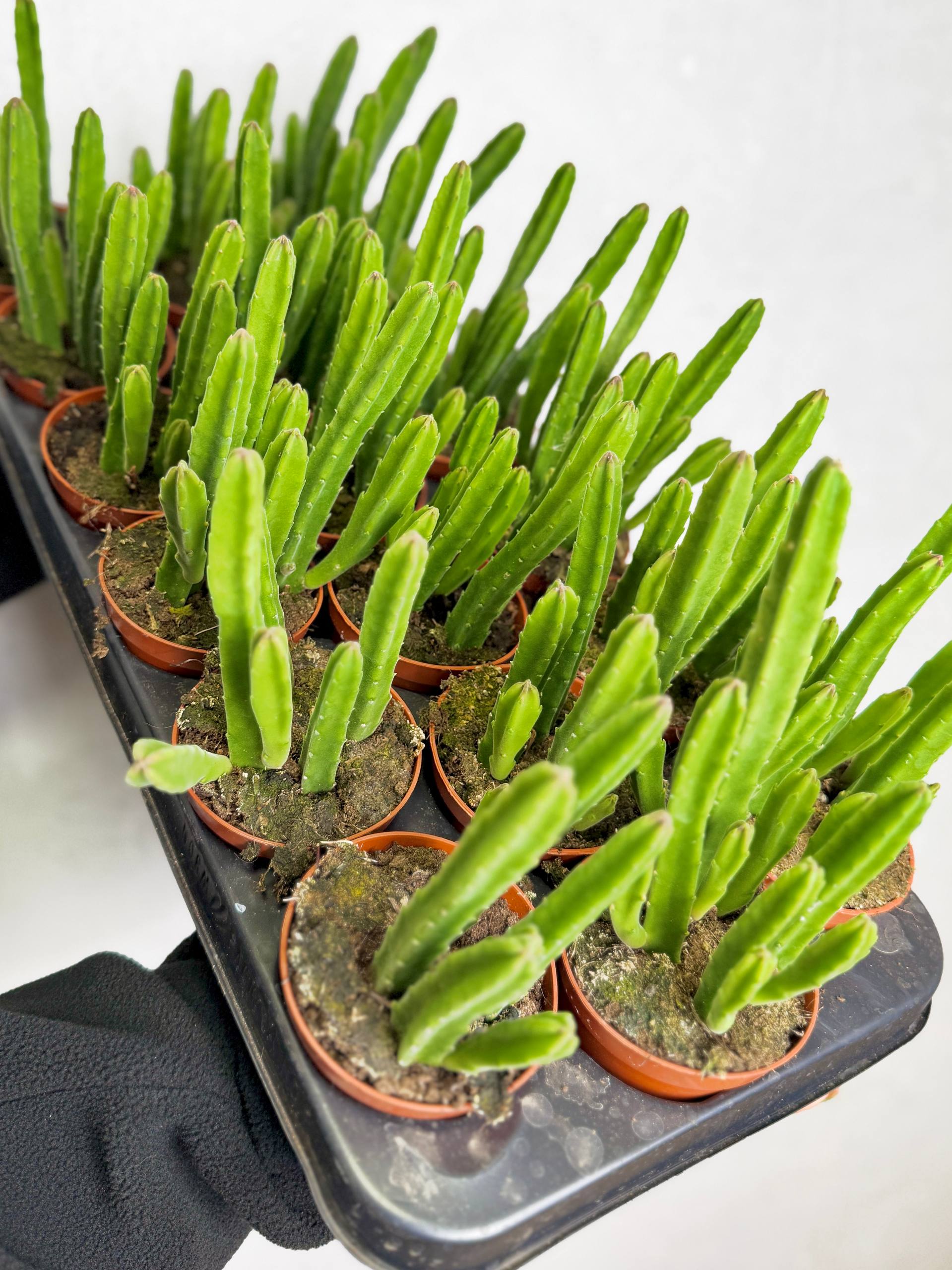 Стапелия Леендерца (Stapelia Leendertziae) D8,5см