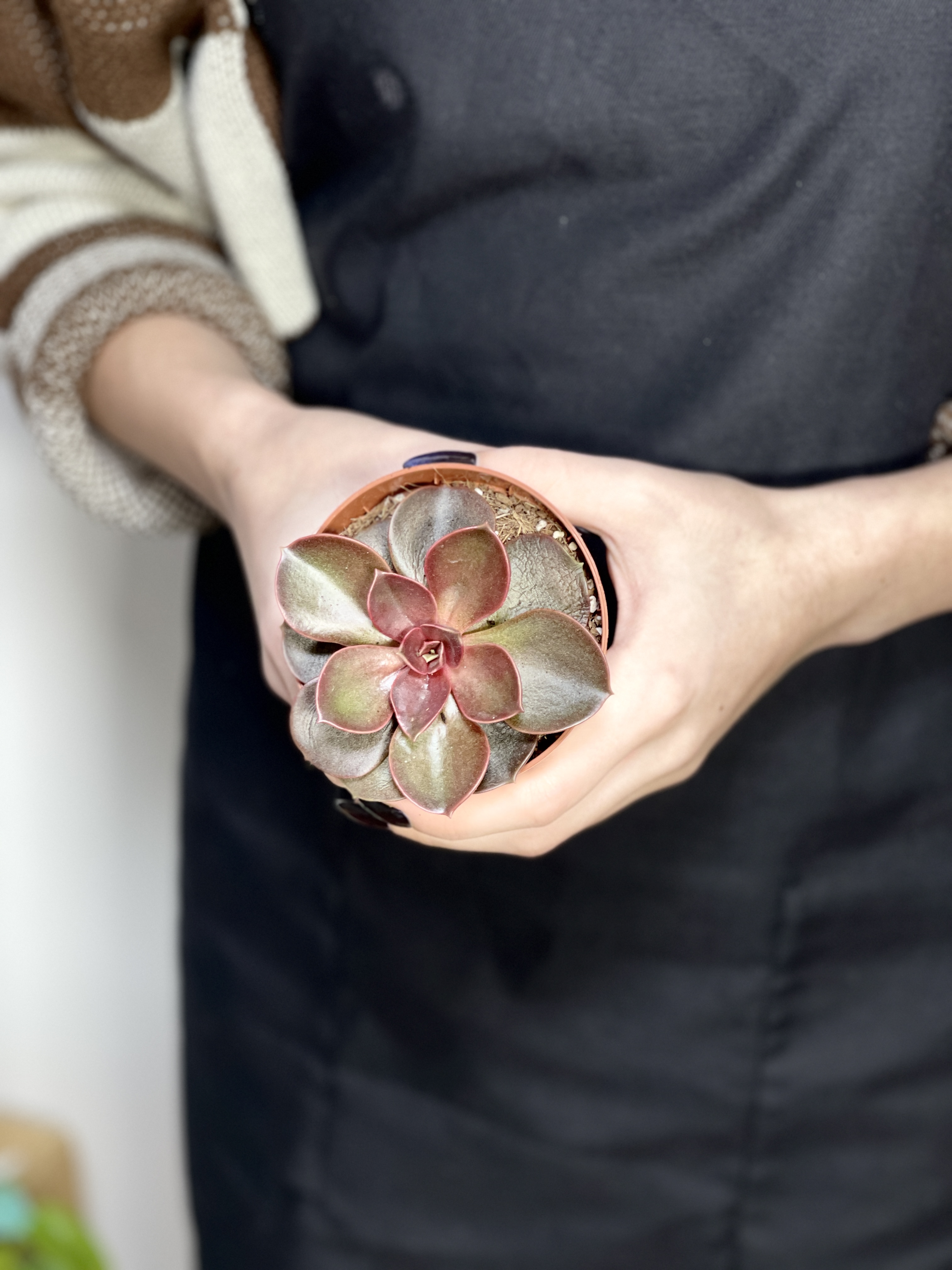 Эхеверия Мэджик Ред (Echeveria Magic Red) D8см