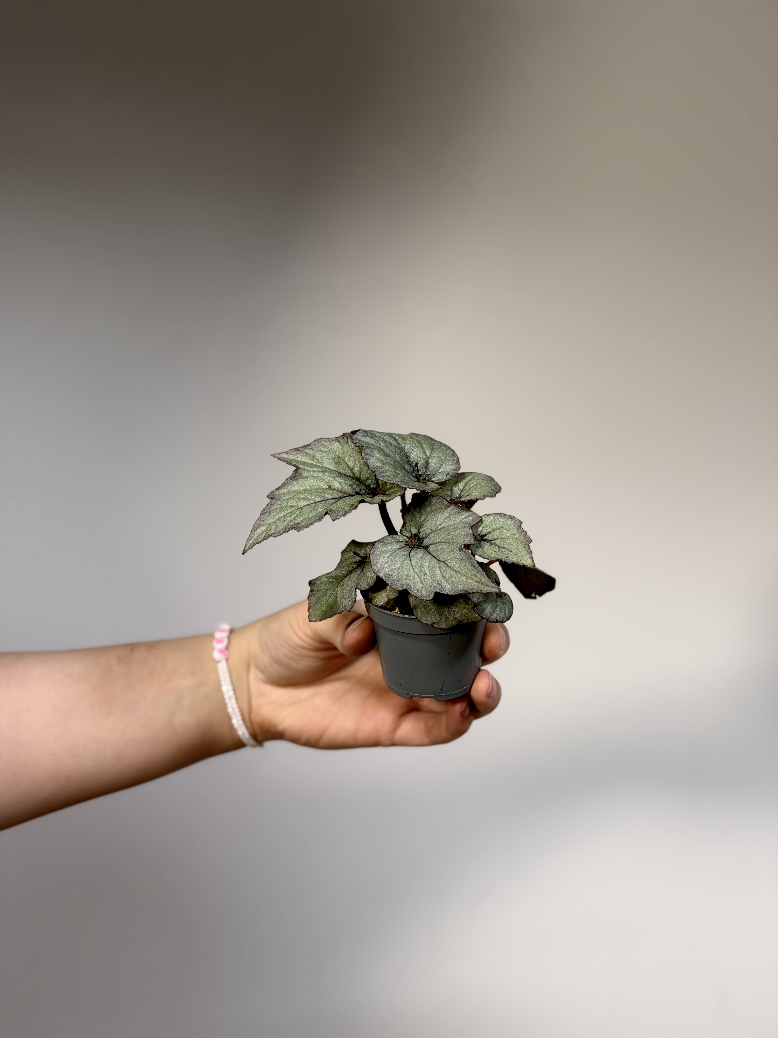Бегония Рекс Лаккадив (Begonia Rex Spirit of Laccadive) D6см