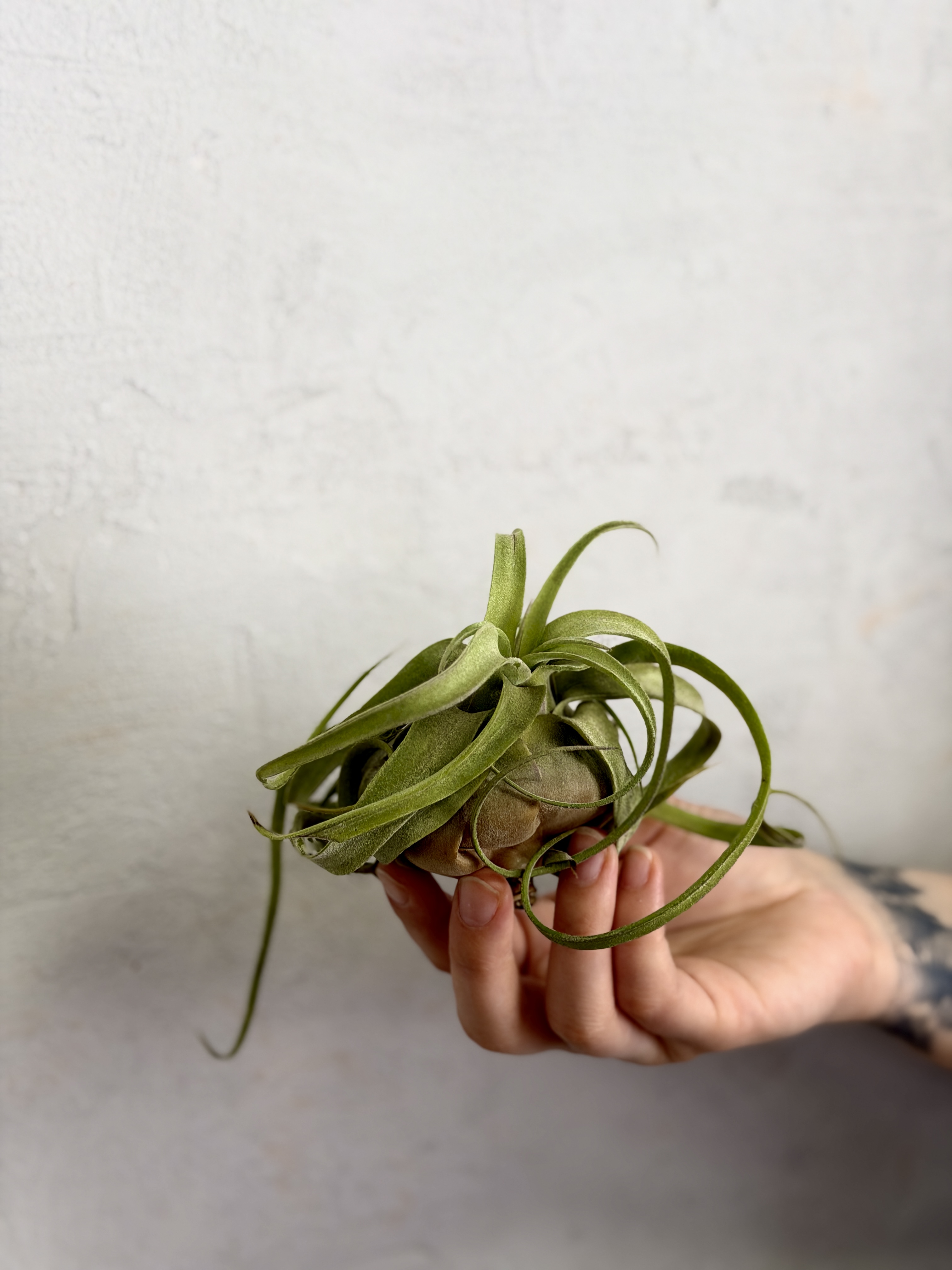 Тилландсия Стрептофилла (Tillandsia Streptophylla)